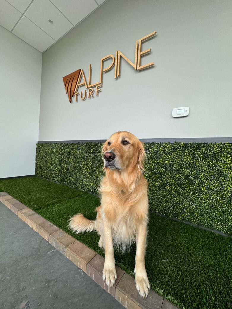 Long-Lasting, Durable, and Pet-Safe Landscaping